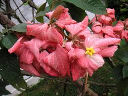 Image result for Mussaenda elegans
