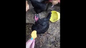 Your daily dose of fun! Chicken Eating Chicken Nuggets Apple Meme Youtube