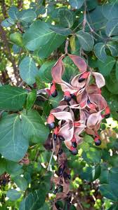 Image result for Pithecellobium dulce