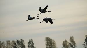 Zwischen märz und mai kommen die zugvögel zurück. Klimawandel Neue Risiken Fur Zugvogel Br24