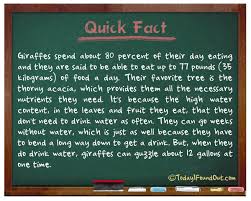 They will go up to 3 weeks without a drink. Giraffes Can Last Longer Than Camels Without Drinking Water