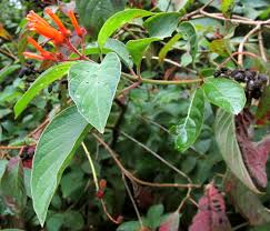 Image result for Hamelia patens