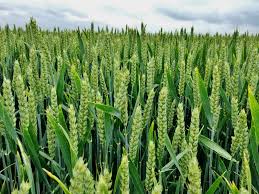 My mother did not grind wheat and up until a few i hope i've taken some of the mystery out of grinding your own wheat. Welcome To Wade S Mill Stone Ground Grains Since 1750