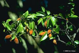 Image result for Connaraceae