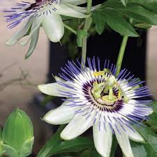 Image result for Passiflora caerulea