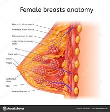 Label Of The Human Body Human Female Brest Anatomy Medical