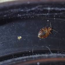 However, the recent surge in worldwide populations has reminded us all of just how real and deeply aggravating these nuisances are. 1 Illinois Bug Identifier Critter Hunt Best Pest Control