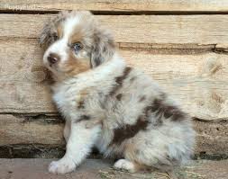 Find red mini australian shepherd puppies and dogs from a breeder near you. Red Merle Australian Shepherd Puppy