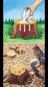 Get Rid Of Tree Stumps Remove Tree Stump Tree Stump Removal Stump Removal