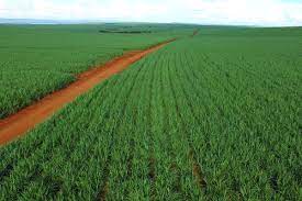 E10 fuel is unleaded petrol blended with around 10% ethanol. Scientists Expanding Brazilian Sugarcane Could Dent Global Co2 Emissions Illinois