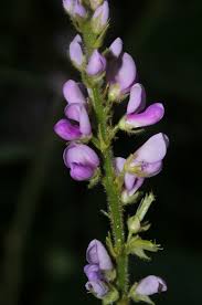 Image result for Polhillides velutina