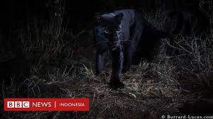 Panglima kumbang sosok hebat yang disegani di tanah dayak. Sangat Langka Black Panther Alias Macan Kumbang Untuk Pertama Kalinya Tertangkap Kamera Dalam 100 Tahun Bbc News Indonesia