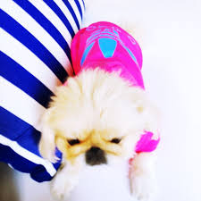 Adidog Sweatshirt Mor Ve Koyu Pembe Renkleri Mevcuttur Http Kemique Com Page Php Id 49 Pembe Kopek Urunler