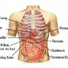 The rib cage protects vital organs, such as the heart and lungs. Https Encrypted Tbn0 Gstatic Com Images Q Tbn And9gcqxjtz8noxqiqerawlys8hp5flmvqw6ozmgtiomx40qugulrq1z Usqp Cau