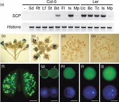 Due to safety procedures, some information has been redacted from the reports. The Sidecar Pollen Gene Encodes A Microspore Specific Lob As2 Domain Protein Required For The Correct Timing And Orientation Of Asymmetric Cell Division Oh 2010 The Plant Journal Wiley Online Library