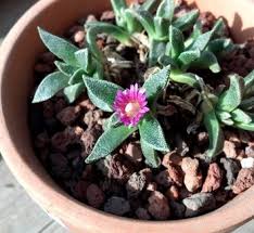 Image result for Nananthus