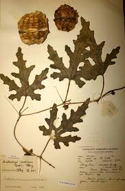 Image result for Acanthosicyos