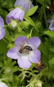 Chose several colors of flowers. How To Build A Bee Friendly Lawn To Help Pollinators Lawnstarter