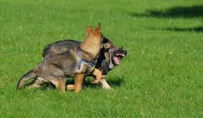 Why Your German Shepherd Attacks Other Dogs And How To Fix It Shepherd Sense