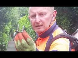 Overgrown hedge with NO waste removal.