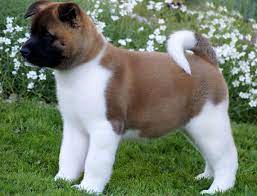 Country of origin the akita (also known as akita inu or japanese akita) is the largest and best known japanese breed. Akita Dog Price Range How Much Are American Akita Puppies