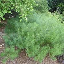 Amsonia ciliata var filifolia georgia pancake aka georgia pancake creeping blue star. Colesville Nursery