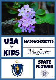 A curated collection of premium quality flower. Massachusetts State Flower Mayflower By Usa Facts For Kids Flag Coloring Pages Facts For Kids Usa Facts