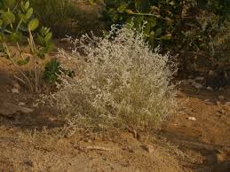 Image result for Aerva javanica