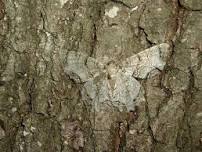 Ranger Alan's Clever Camouflage