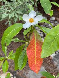 Image result for Limosella grandiflora