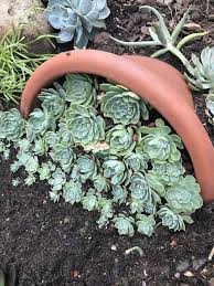 Norma Marrero (normamarreropt)