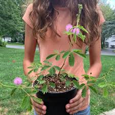 Image result for Mimosa pudica