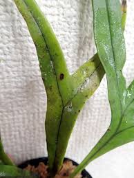 Image result for Belvisia