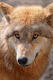Hi I M Shelia I Am An Alpha My Brothers Are Takeshi And Kilisha My Best Friend Is Aimitis I Love Hunting Running Sleeping A Wolf Dog Animals Wild Dogs