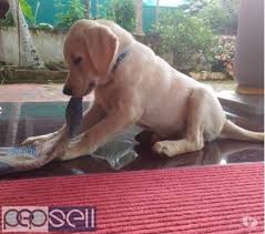 Labrador retriever puppy for sale in west jefferson, oh, usa. Labrador Retreivor Puppy For Sale In Aalappuzha Alappuzha Free Classifieds