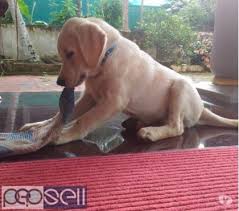 We did not find results for: Labrador Retreivor Puppy For Sale In Aalappuzha Alappuzha Free Classifieds