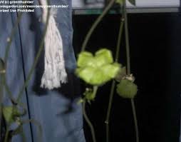 Image result for Ceropegia monteiroae
