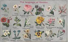 Meanwhile pink, a softer hue, suggests a more gentle, feminine love. Language Or Symbolism Of Flowers Foundation Truths