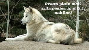Great Plain Wolf Facts Wolf Spirit Animal Small Wild Cats Wild Cats