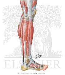 The major extensor tendon in the leg the carpal, pastern and coffin joints are extended by the lateral digital extensor. Muscles Of Leg Lateral View
