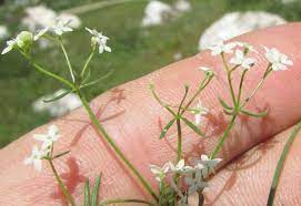 Want to discover art related to sanziene? Sanzienele Albe CalmeazÄƒ Nervii Si CheamÄƒ Somnul Odihnitor Top Remedii Naturiste