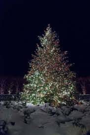 So You Want To Buy A Christmas Tree Christmas Light Photography Christmas Pictures Christmas Aesthetic