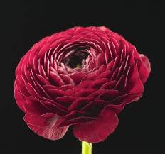 Buy cheapest bulk artificial flowersonline. Bulk Flowers Wedding Flowers Wholesale Flowers Roses Alstroemeria Sunflowers Carnations Wholesale Flowers Online Flower Shop Flower Identification