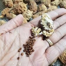 Image result for Aframomum mala