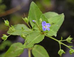 Image result for Veronica abyssinica
