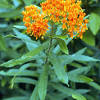 Sep 09, 2020 · the gardensall list of best plants and flowers for butterflies. 1