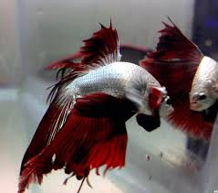 Why Is My Betta Fish Flaring His Gills Quora