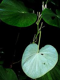 Image result for Piper umbellatum