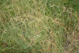 Image result for Hyparrhenia tamba