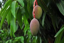 Image result for Mangifera indica